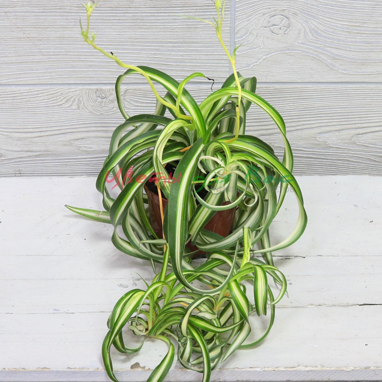 Хлорофитум из бисера