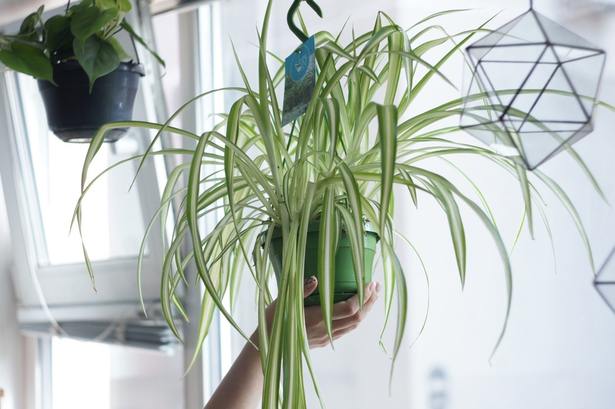 Аллергичные цветы в доме