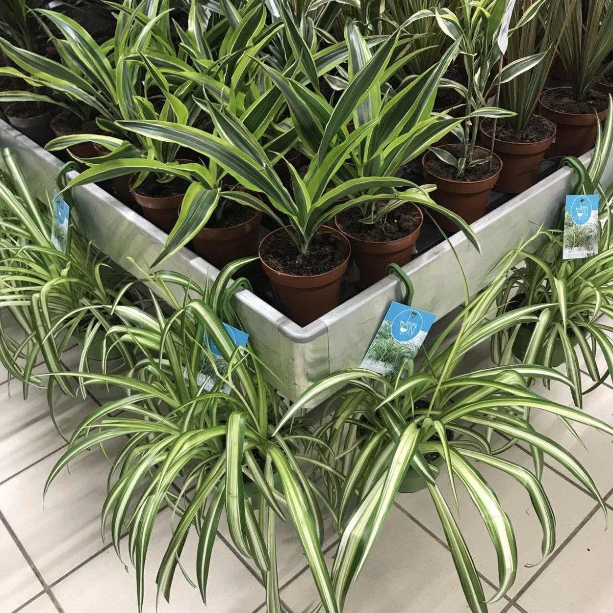 Хлорофитум ампельный