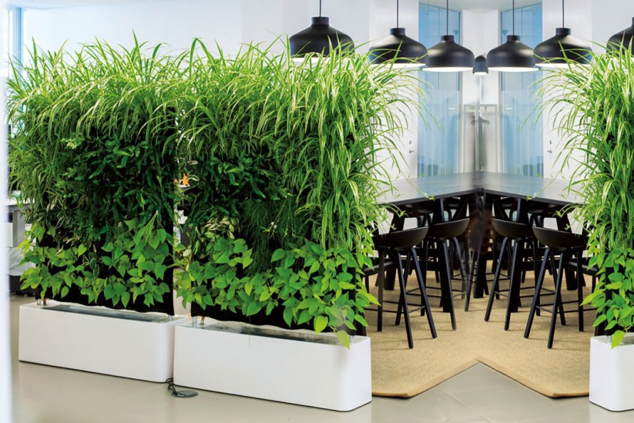 Хлорофитум хохлатый