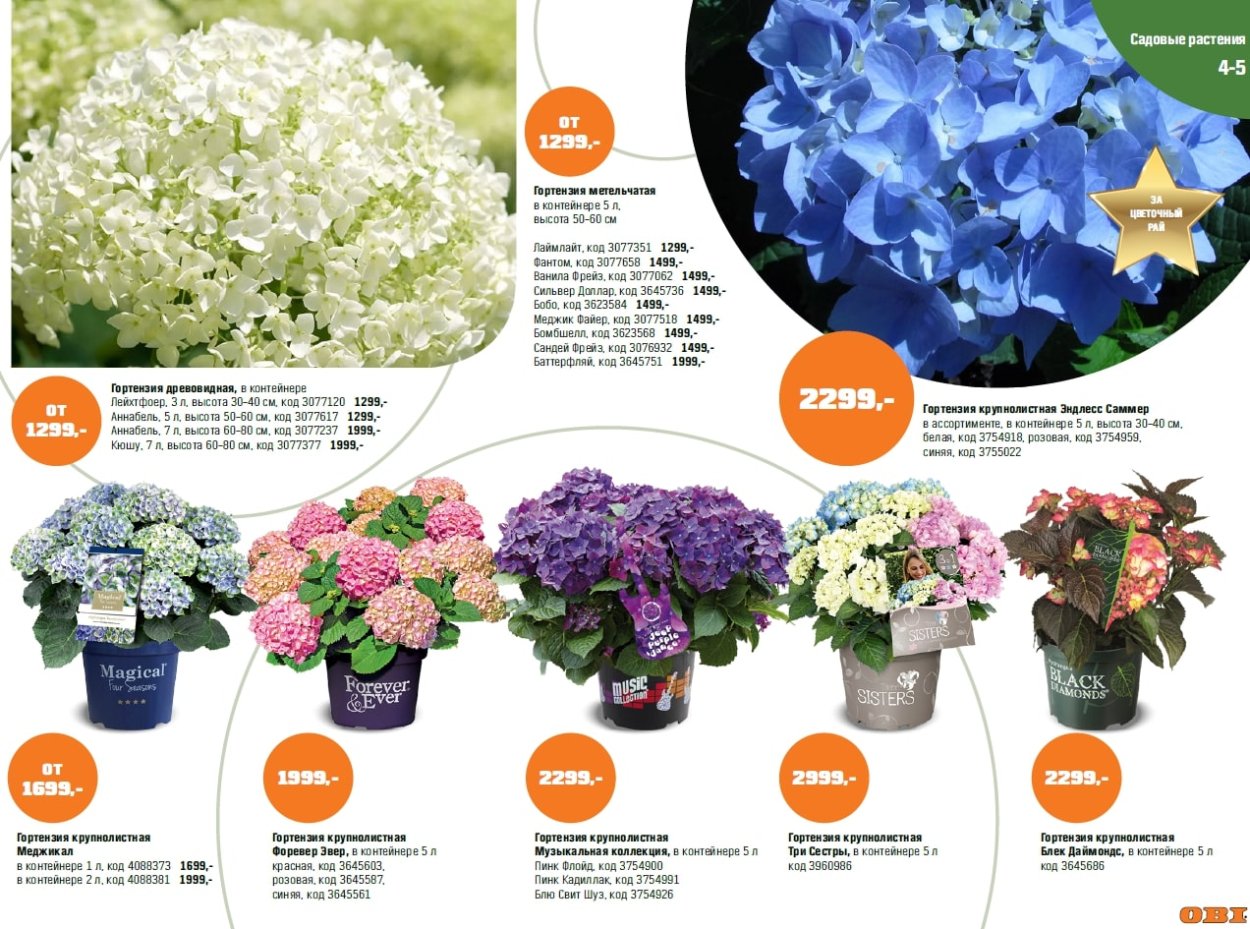 Голубая гортензия