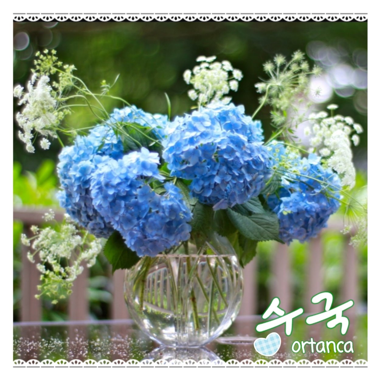 Гортензия метельчатая Мэджикал Кэндл