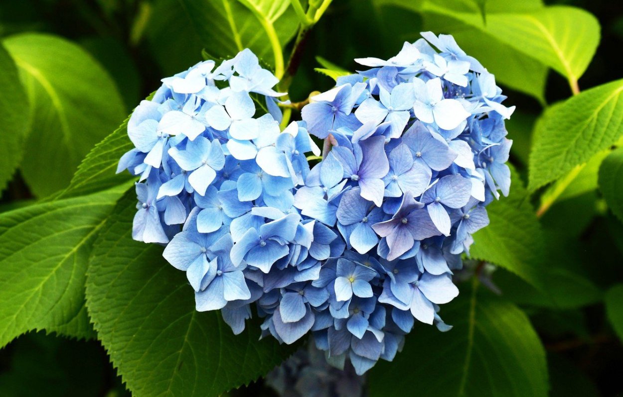 Гортензия грандифлора