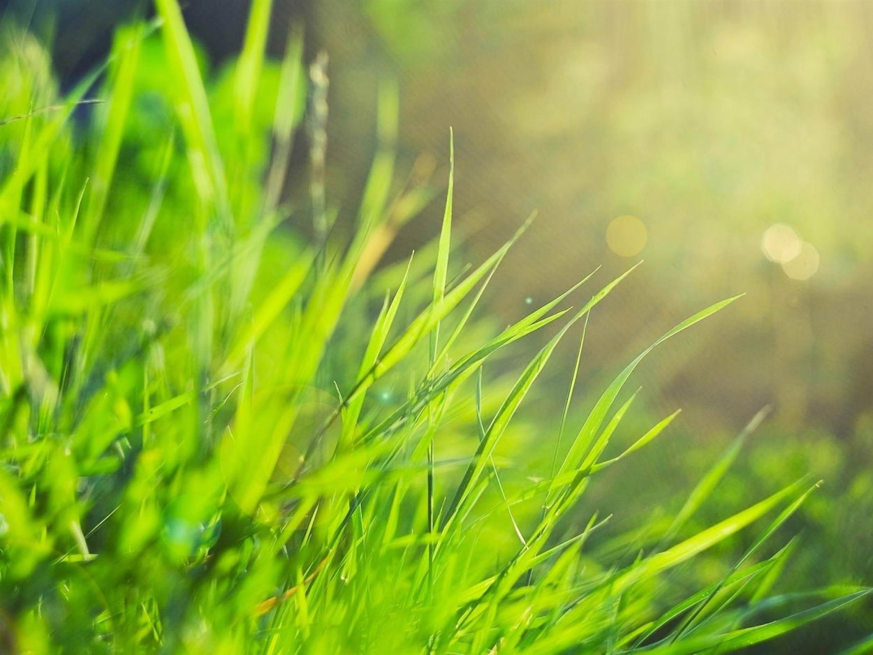 Трава внизу