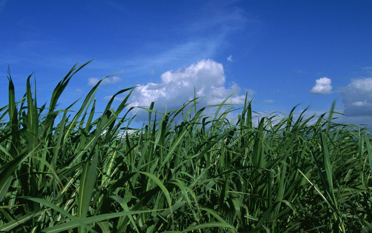 Высокая трава