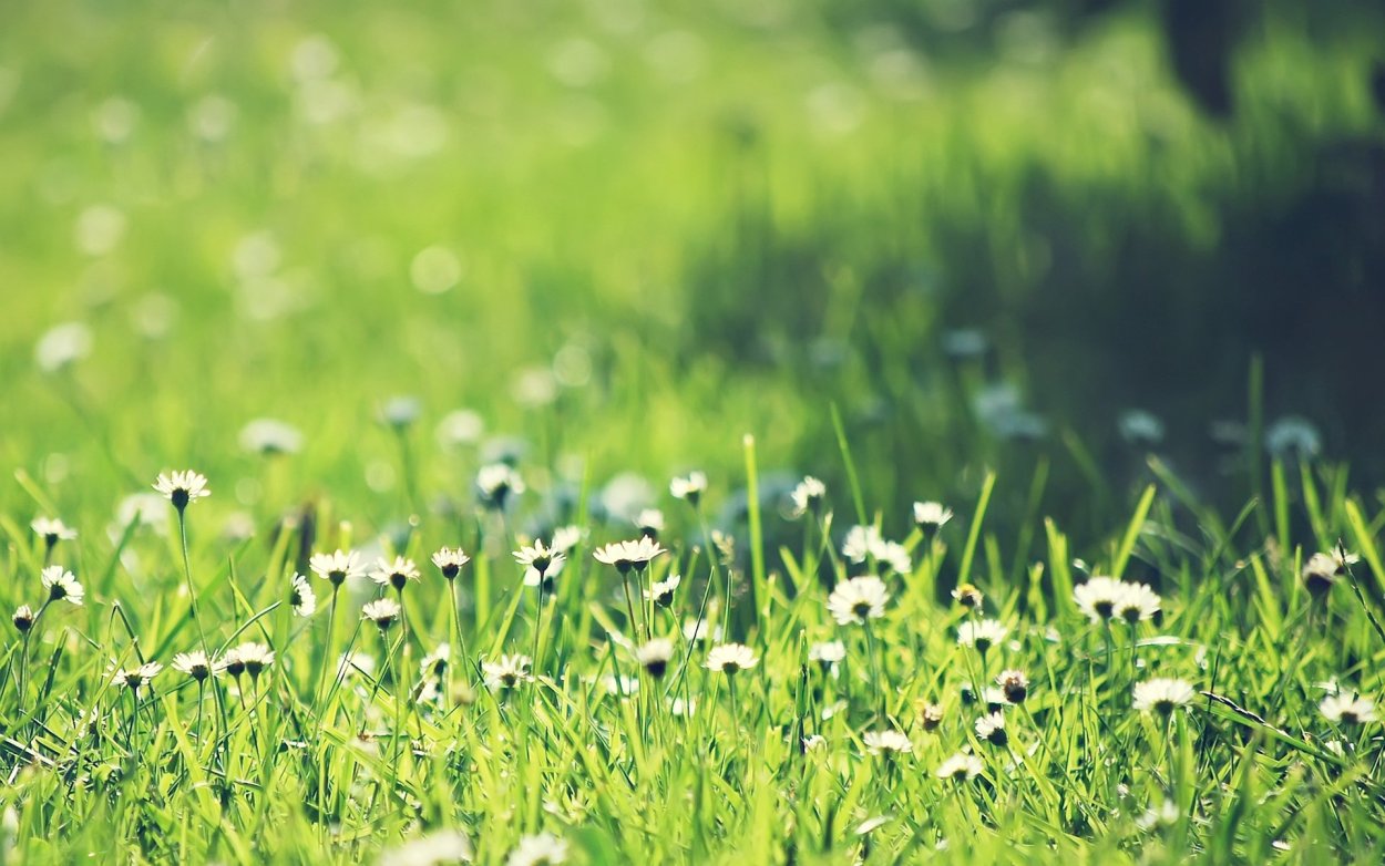 Трава с цветами