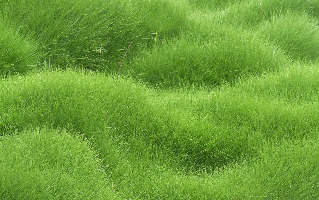 Carpet grass texture бесшовная