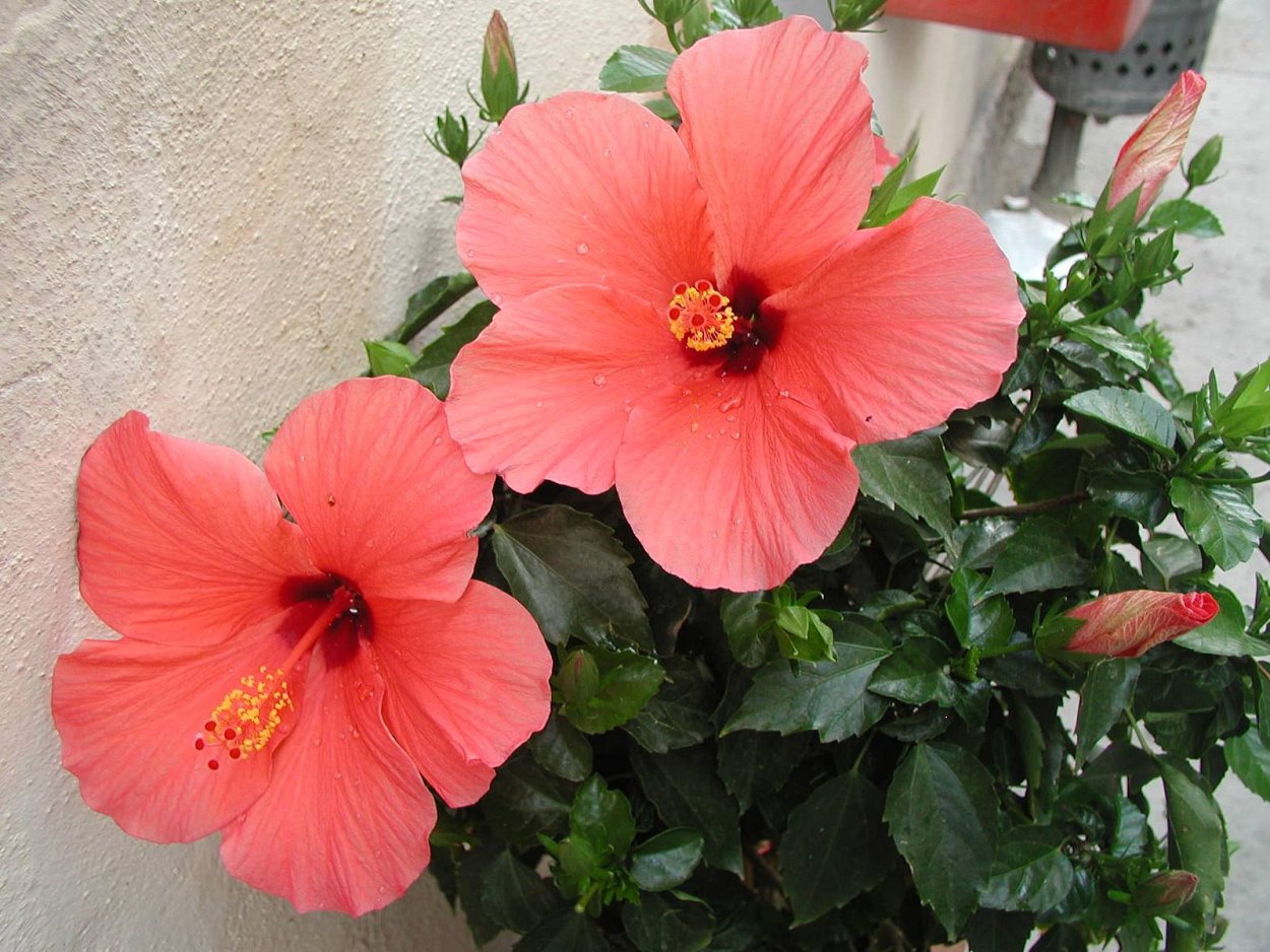 Коралловый махровый гибискус