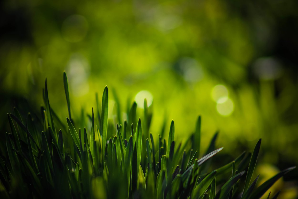 Сочная зелень