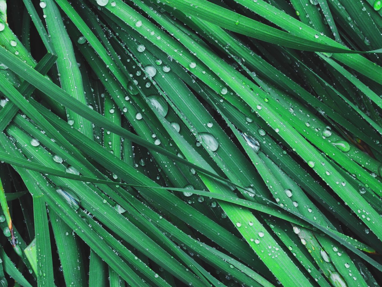 Сочная зелень