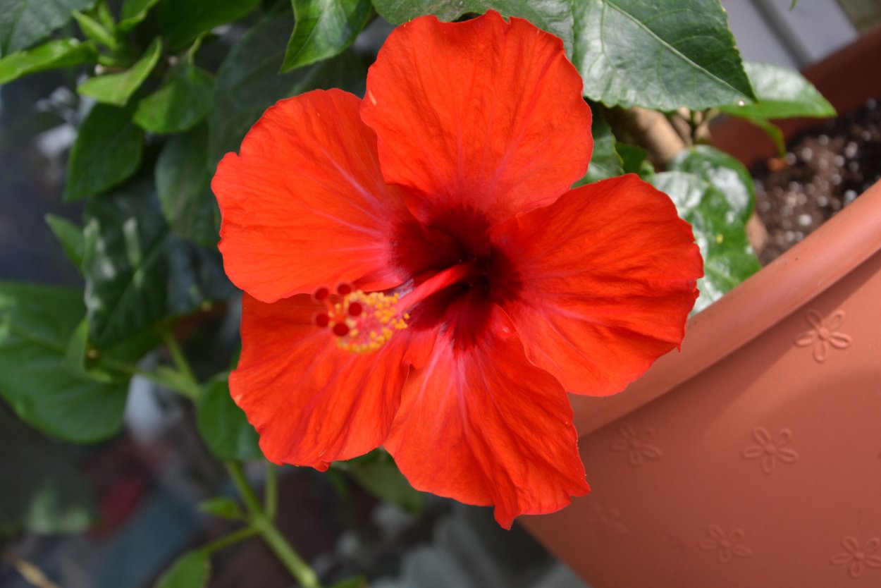 Гибискус красный немахровый