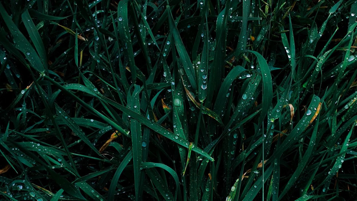 Обои на рабочий стол трава