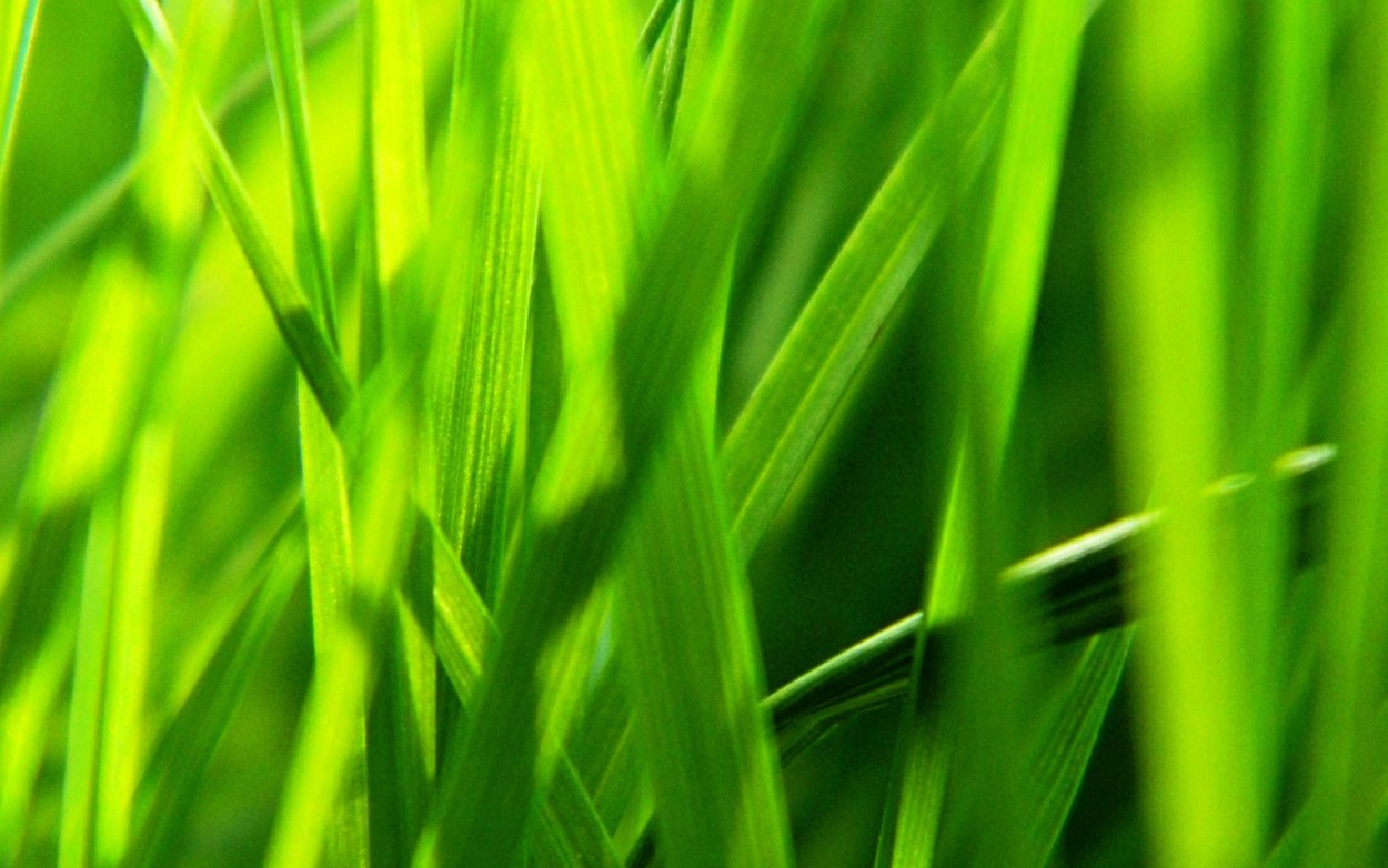 Зелень трава