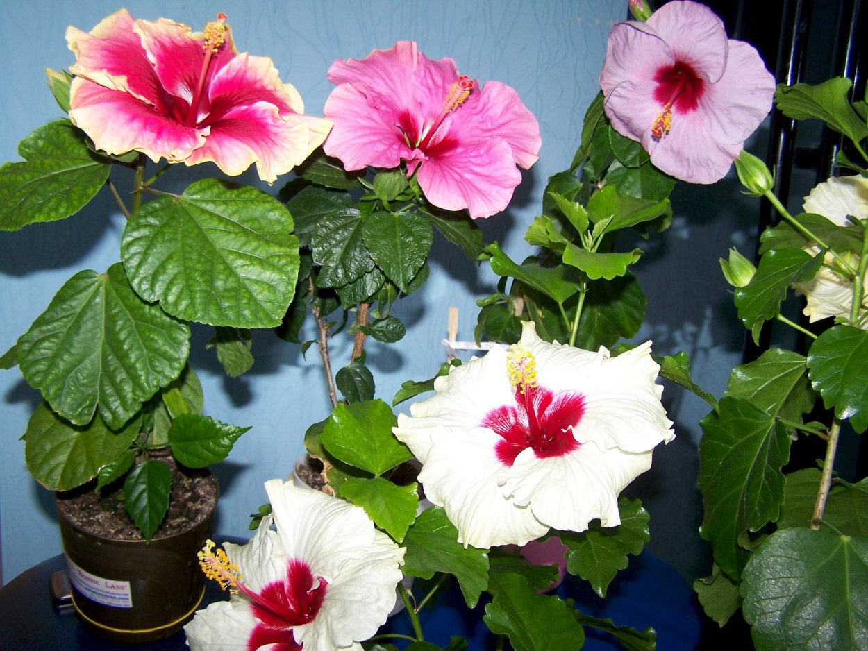 Гибискус двухцветный