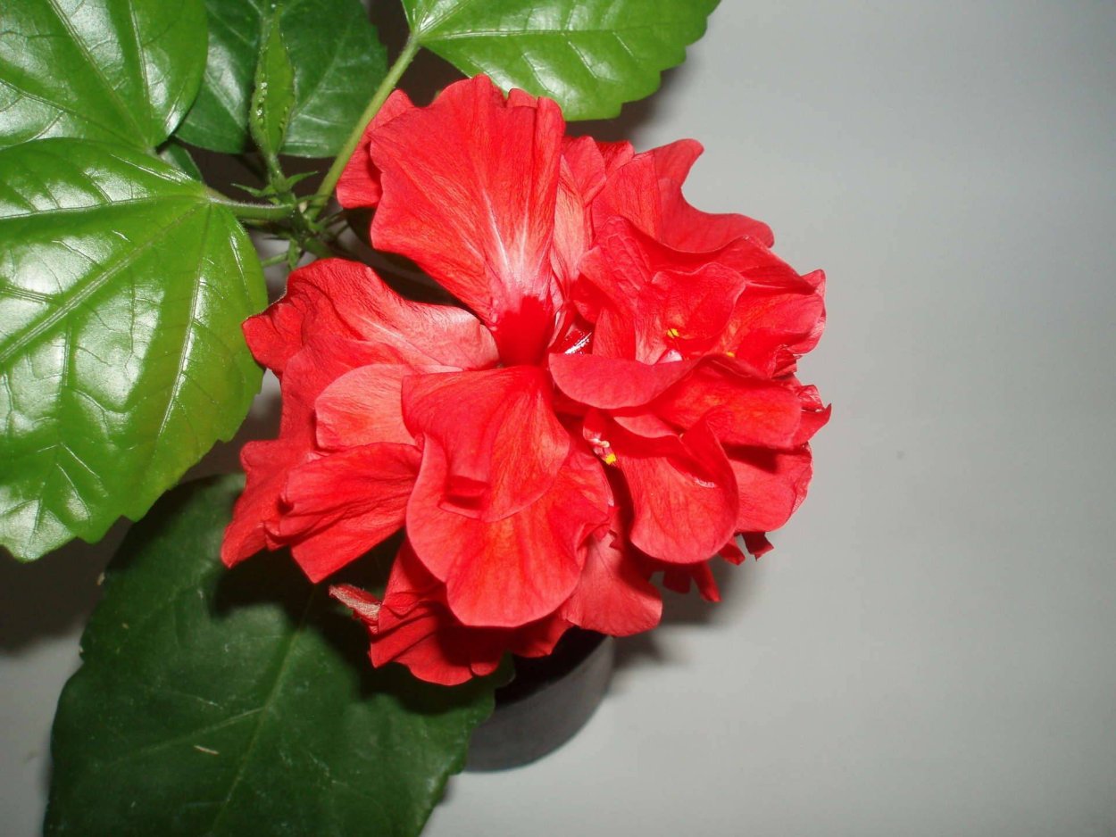 Гибискус красный махровый