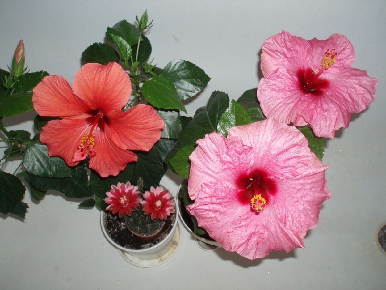 Гибискус китайский (h. Rosa-sinensis)