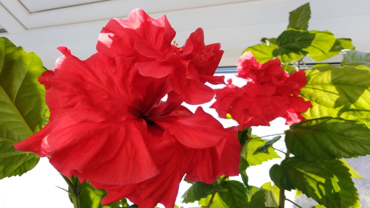 Китайская роза махровая