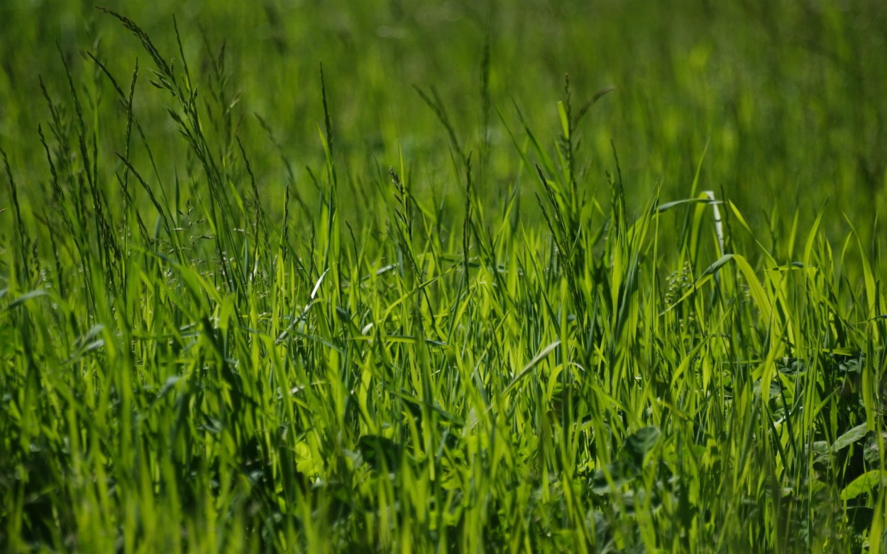 Обои на рабочий стол трава