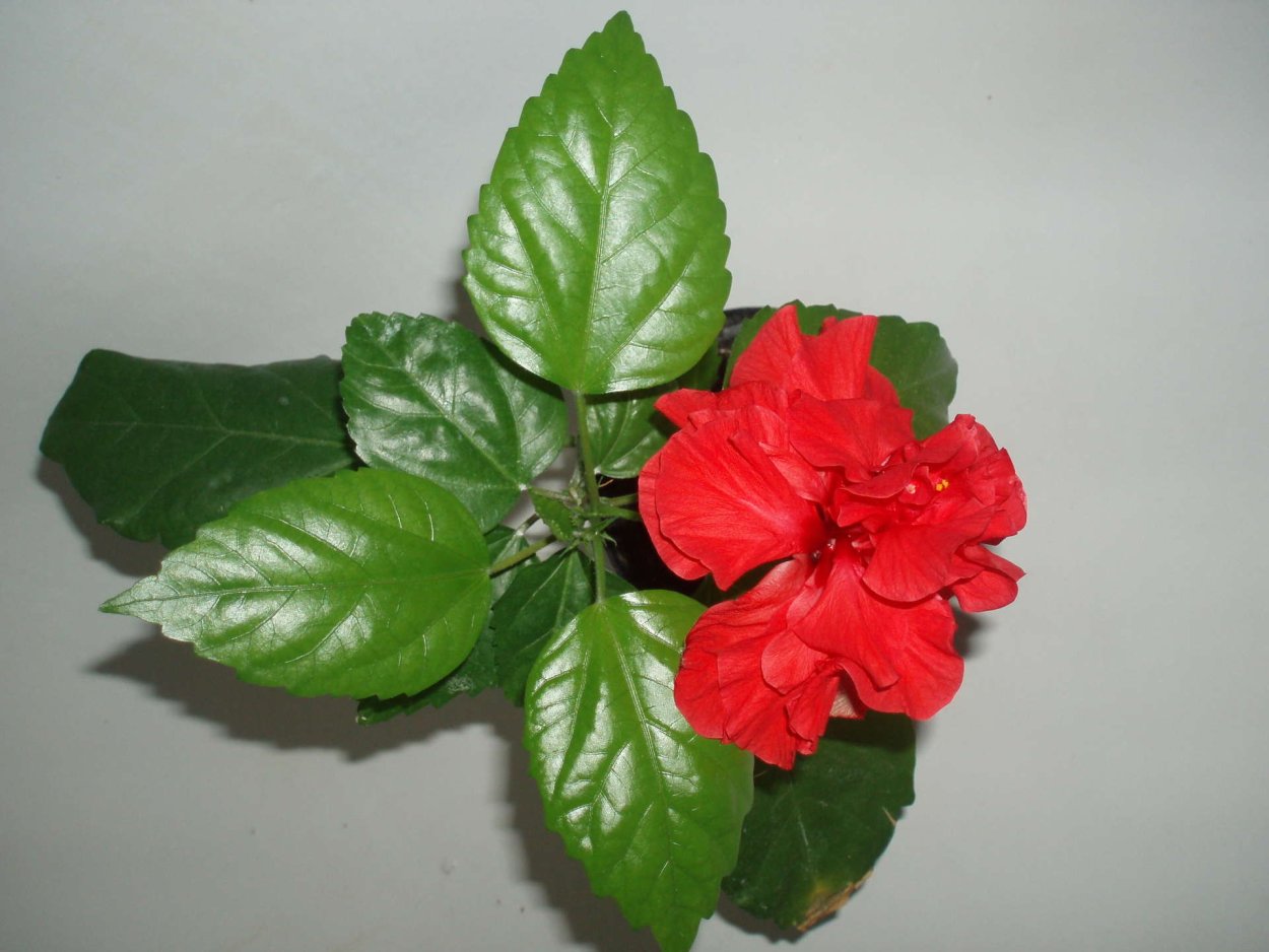 Гибискус китайский Розан