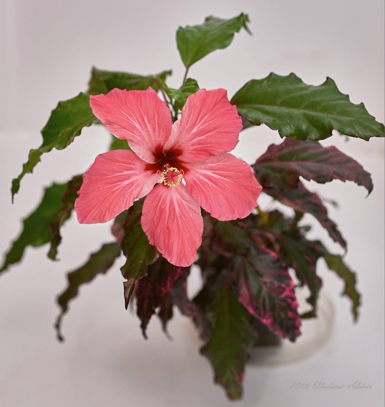 Гибискус мраморный