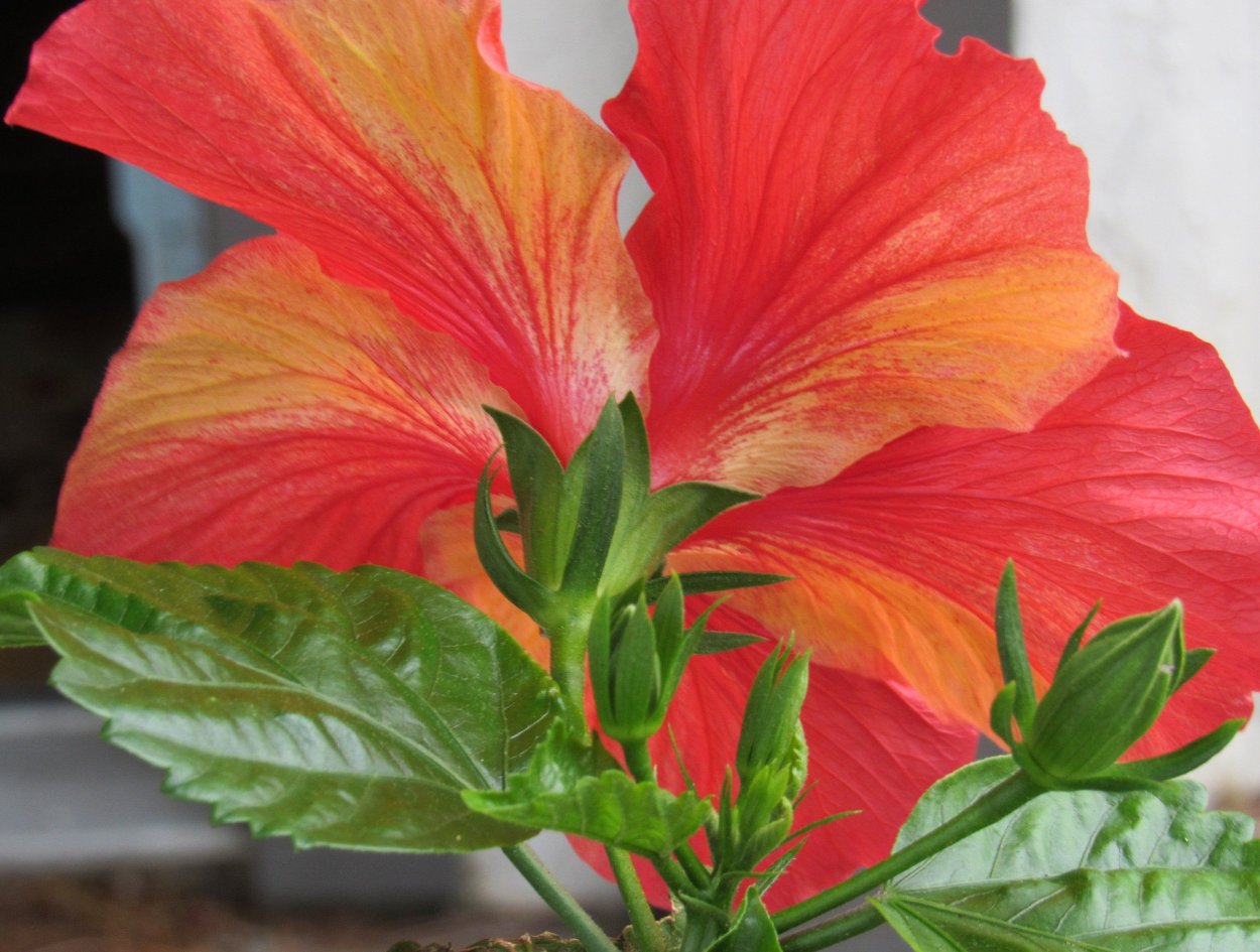 Гибискус сорта Флорида