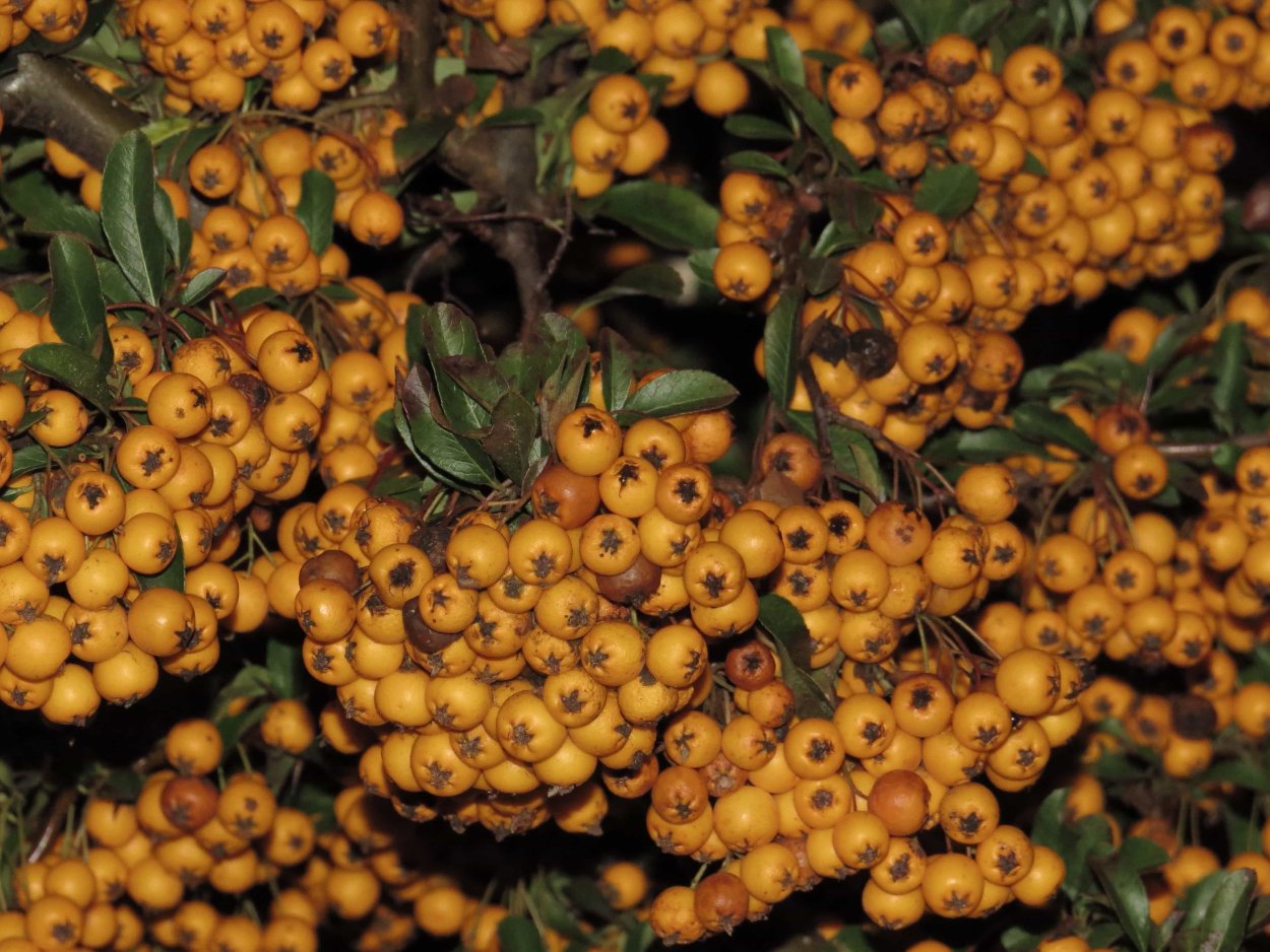 Пираканта (Огненный шип)