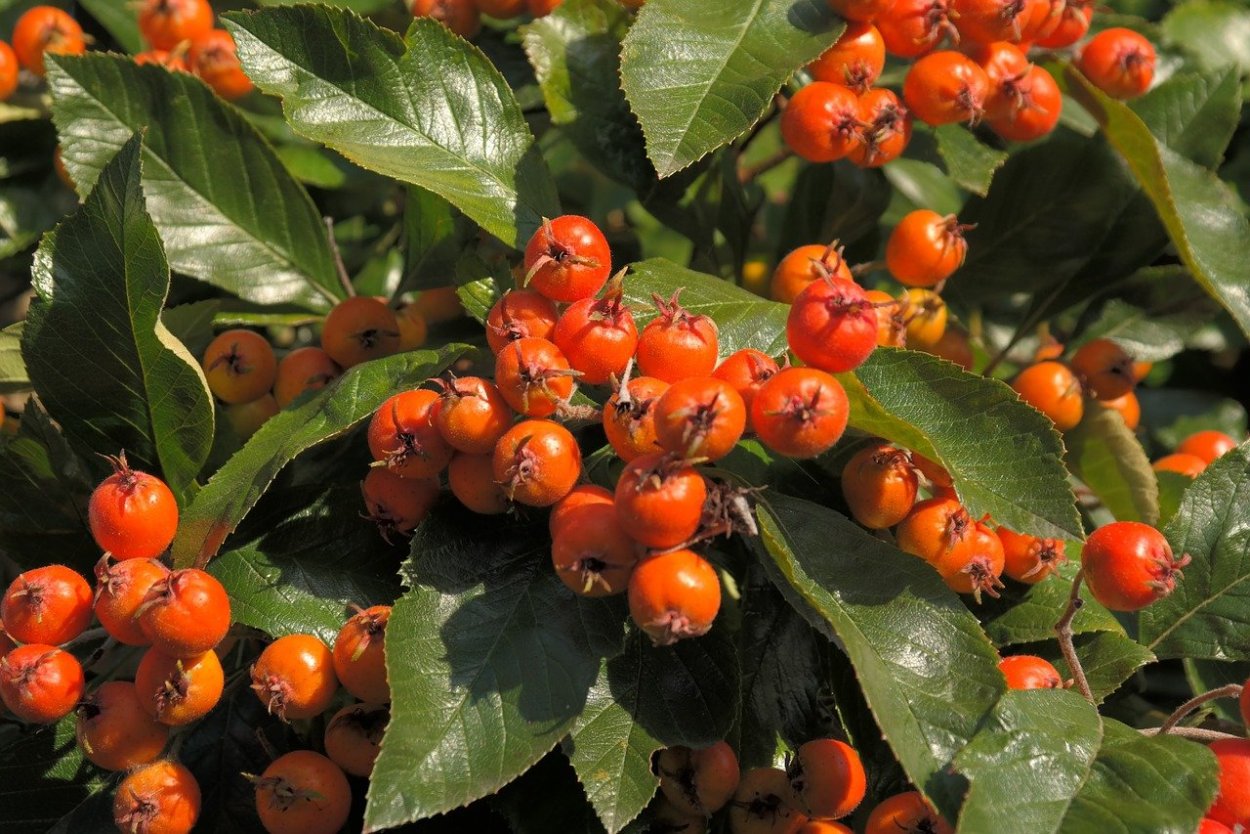 Боярышник сливолистный (Crataegus prunifolia)