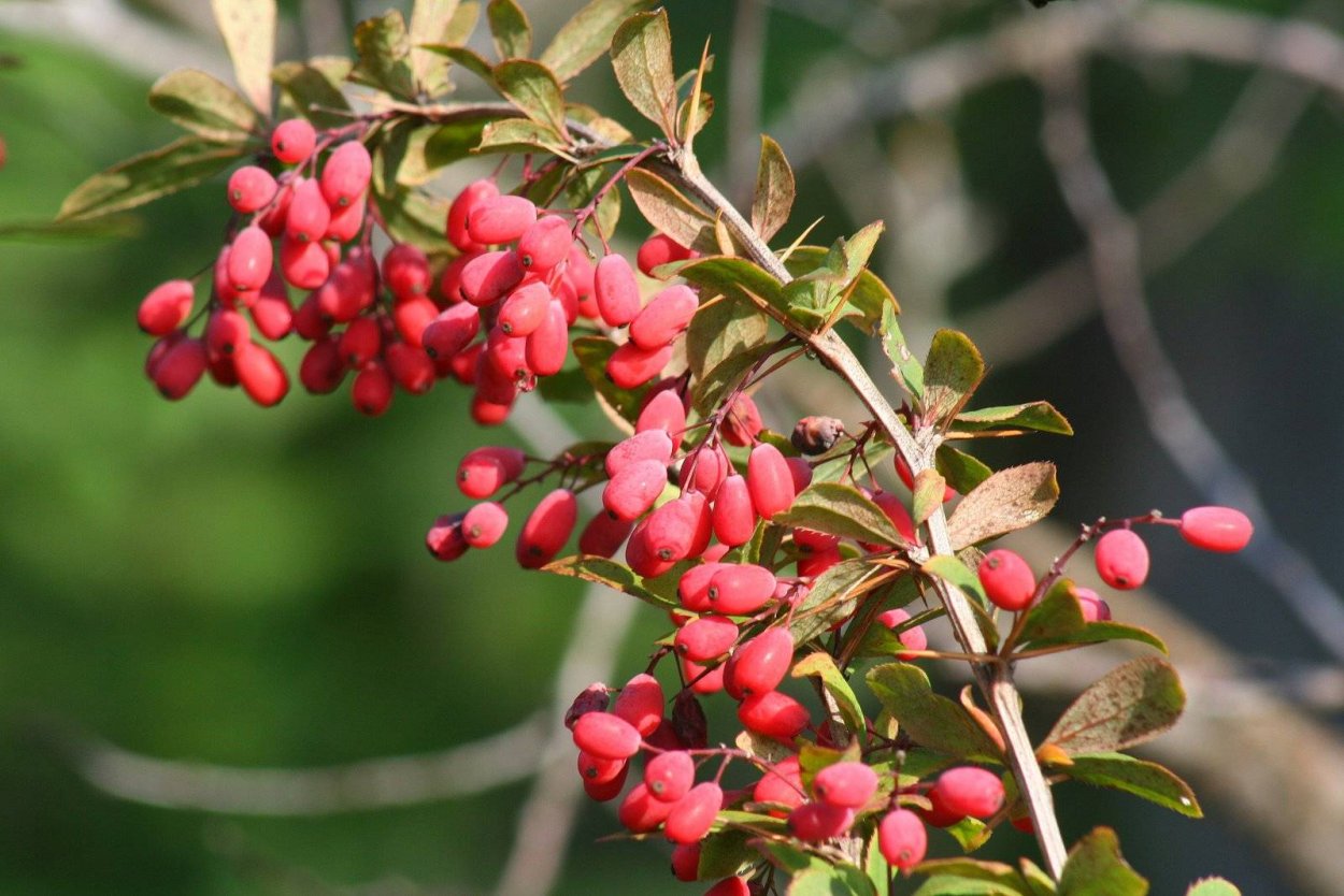 Барбарис монетчатый