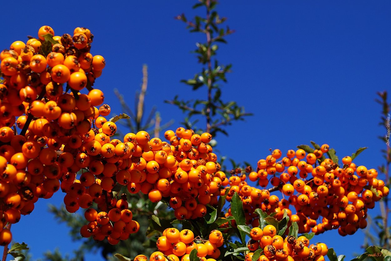 Пираканта медонос