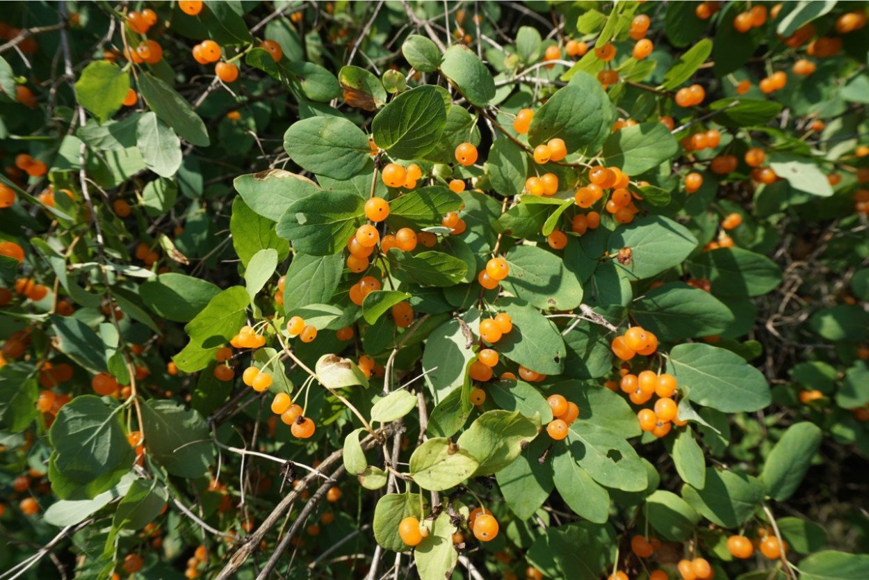 Калина оранжевая ягода