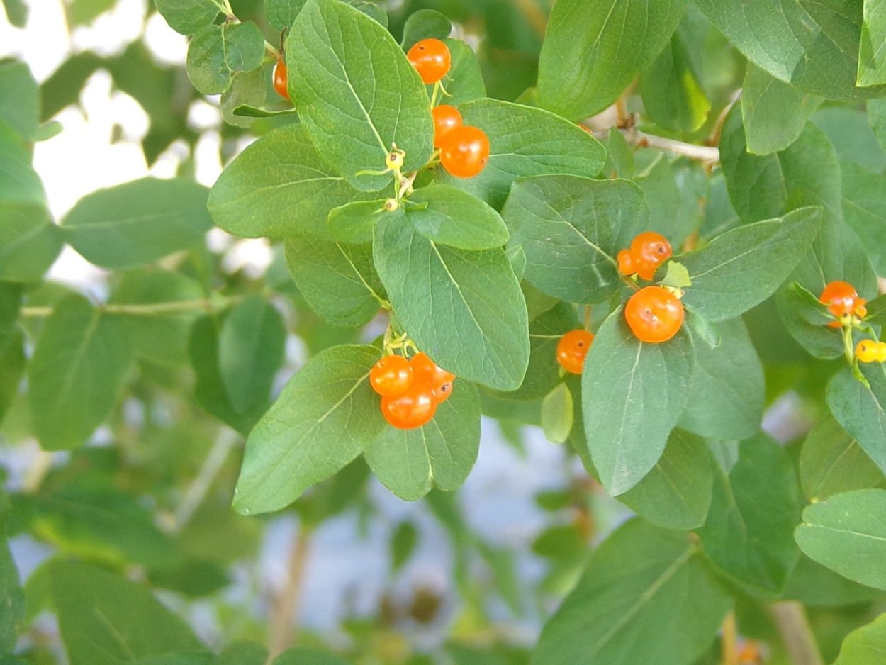 Жимолость куст оранжевые ягоды