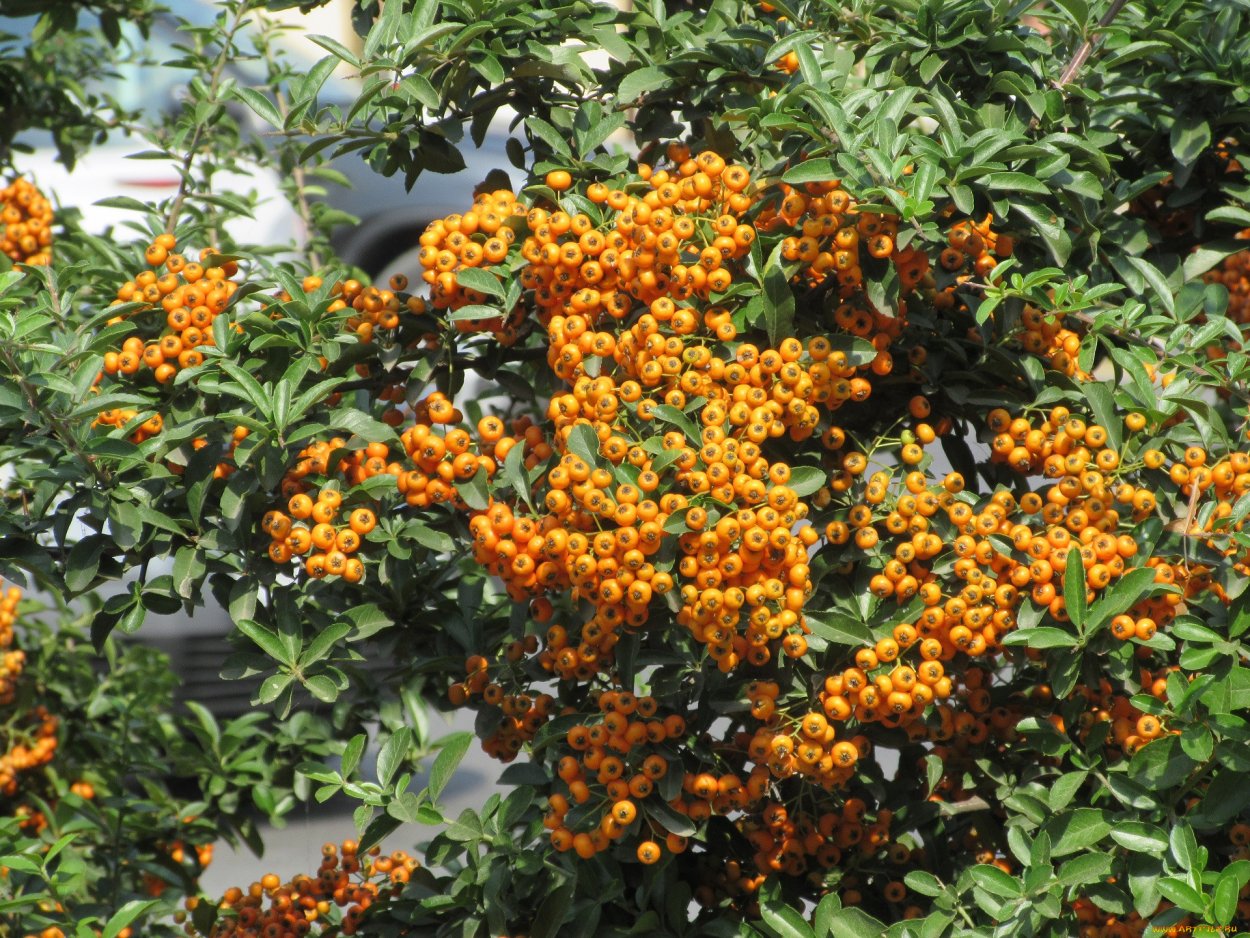 Жимолость оранжевые ягоды