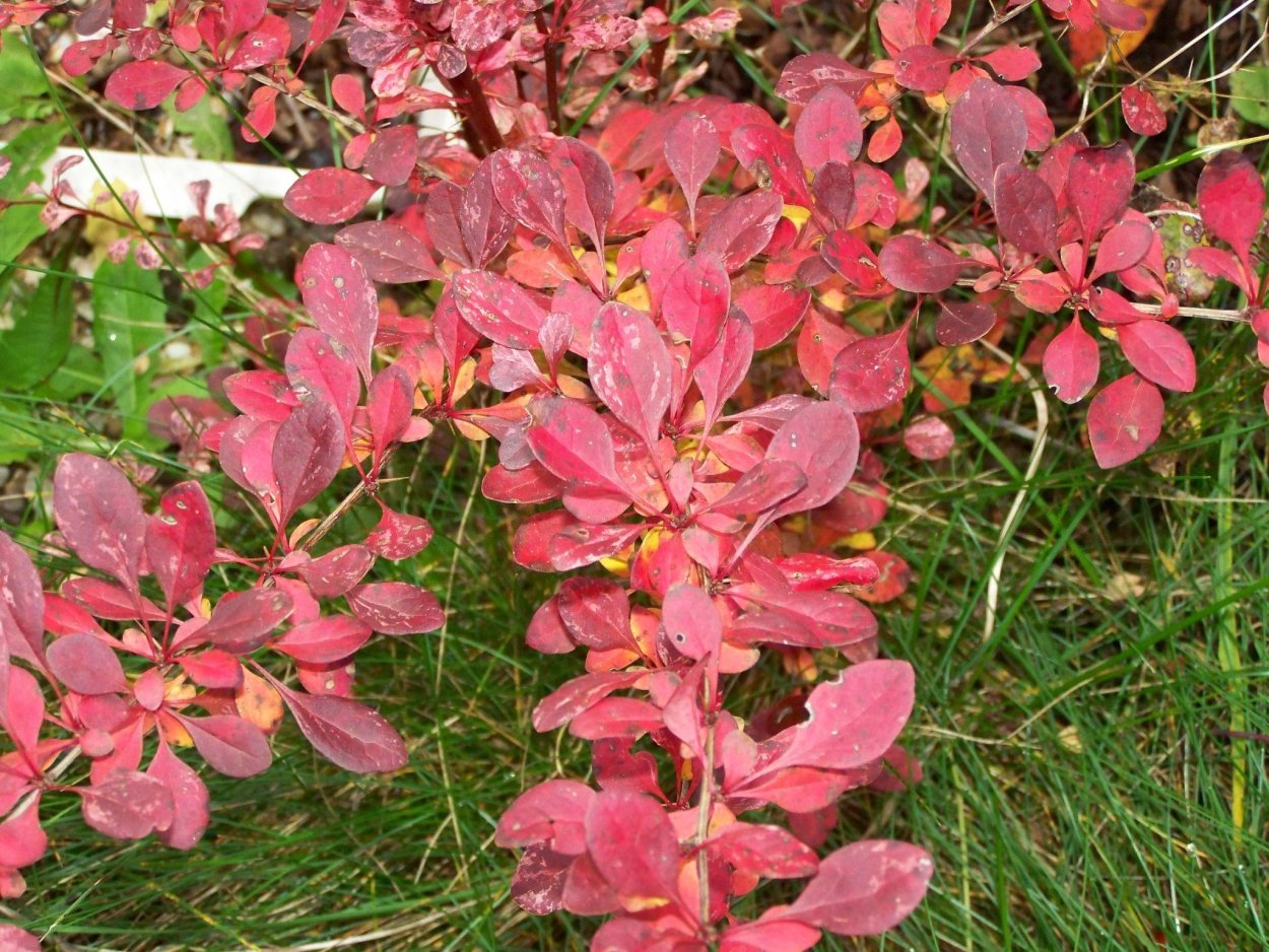 Барбарис обыкновенный куст