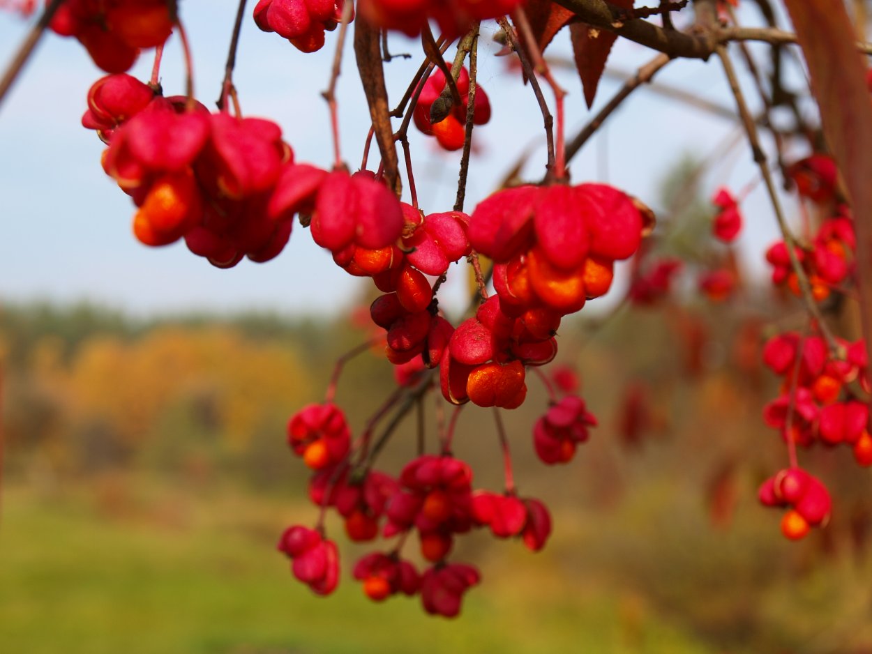 Плоды Сакуры японской