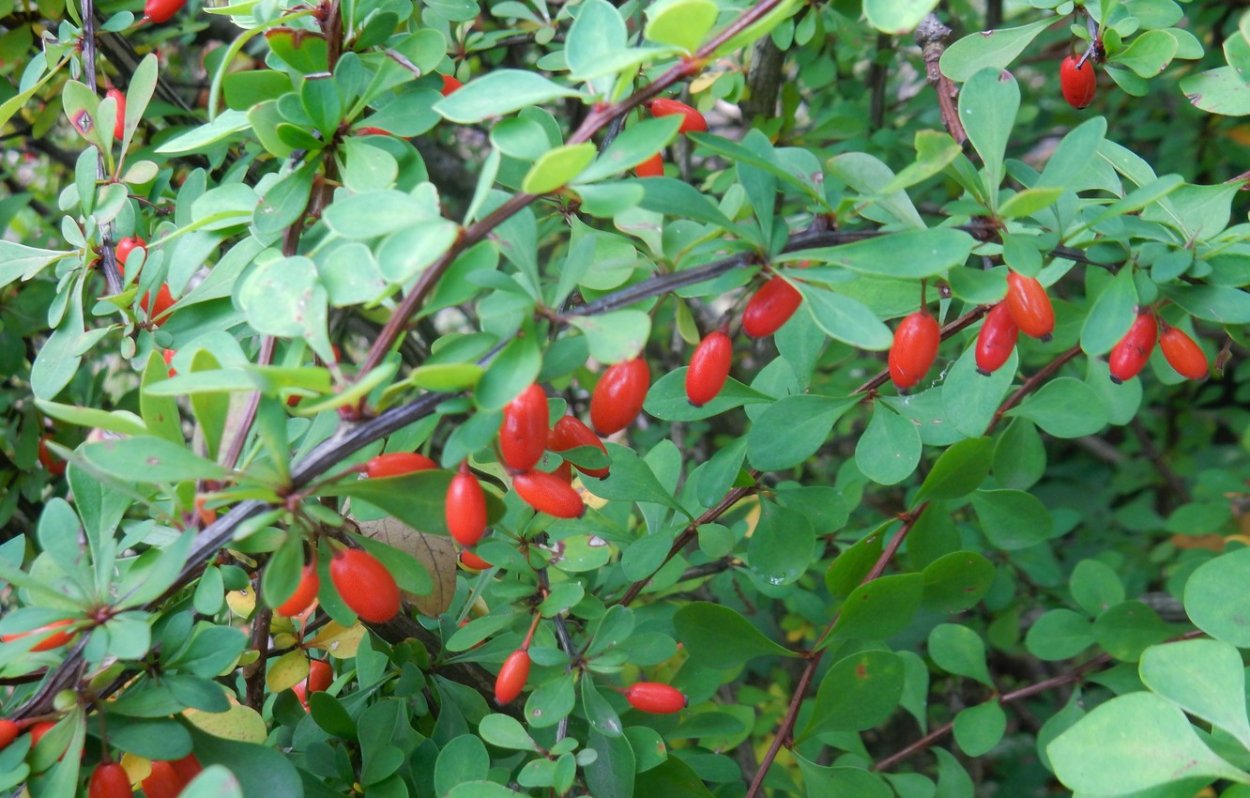 Барбарис растение