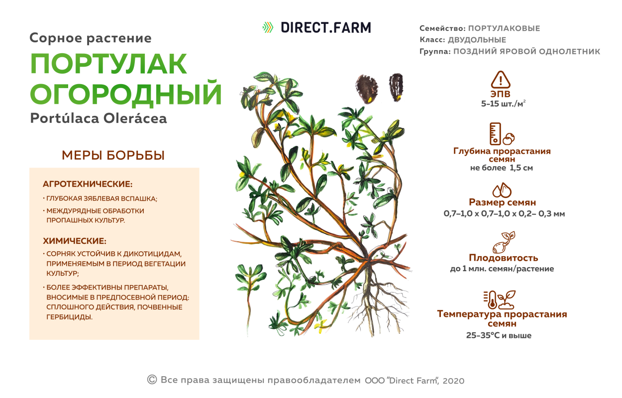 Многолетние двудольные сорняки фото и названия