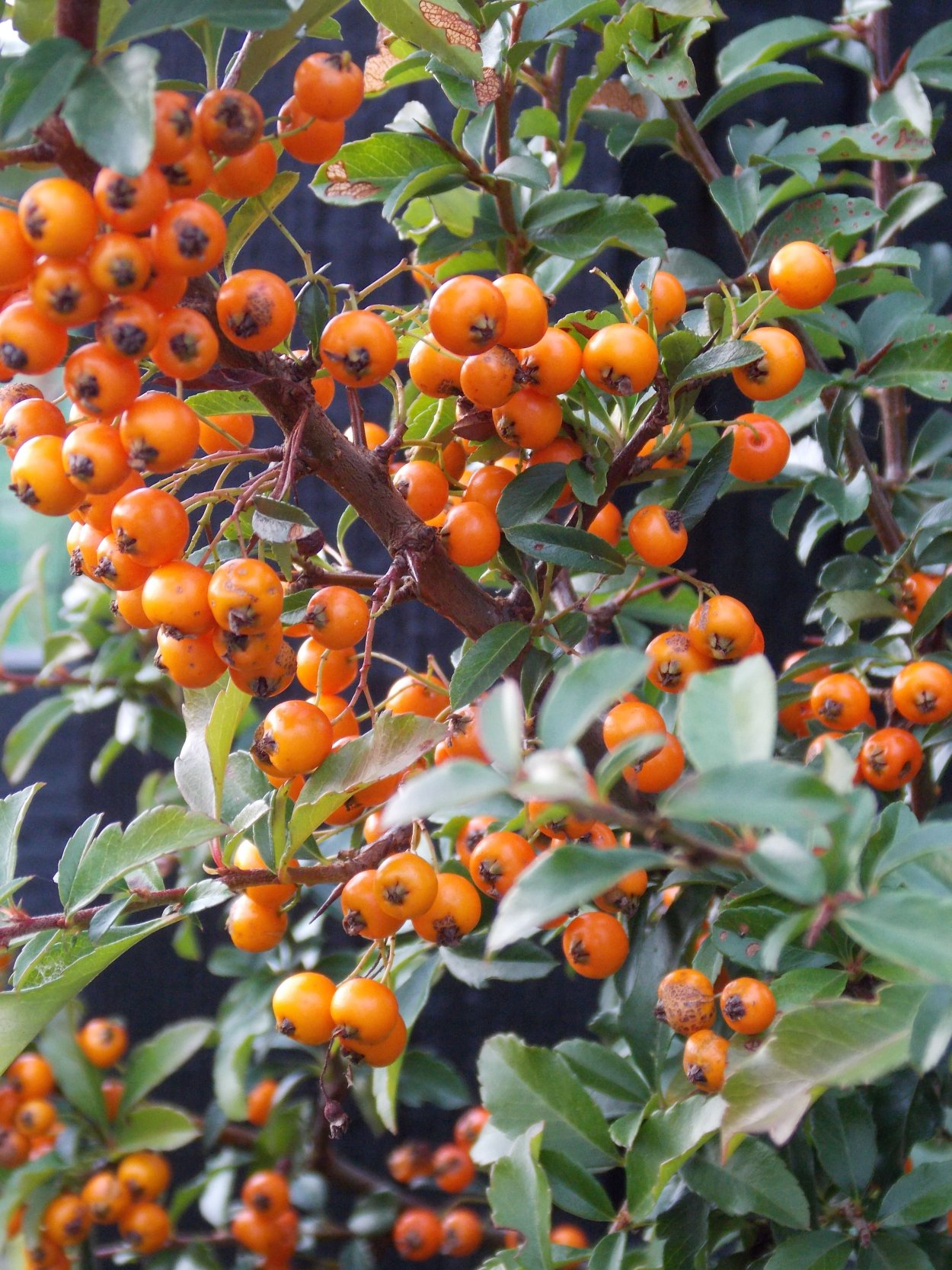 Пираканта Тетон