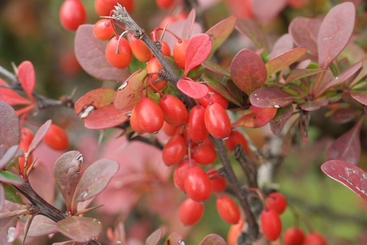 Барбарис обыкновенный communis Barberry Альба