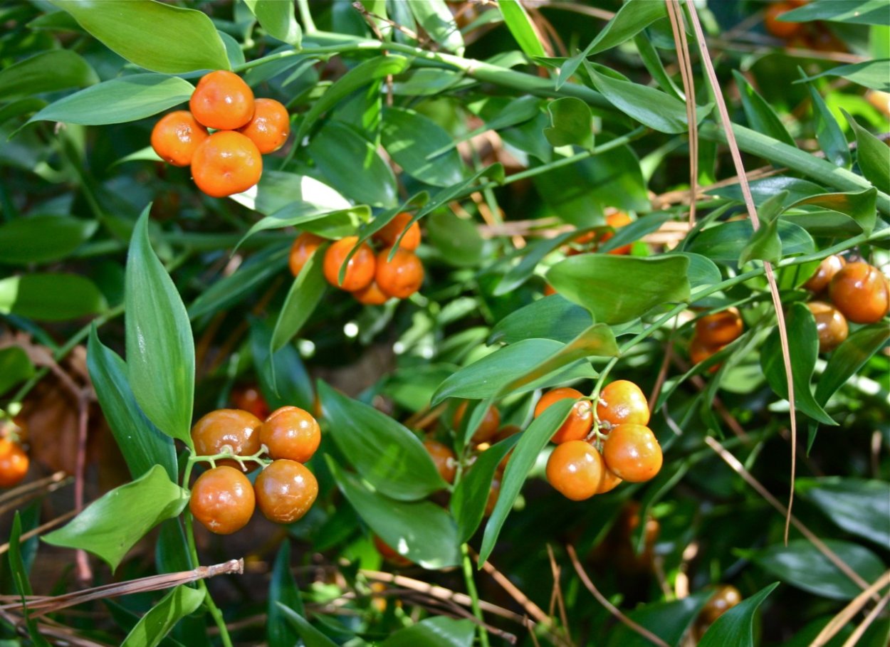 Даная ветвистая