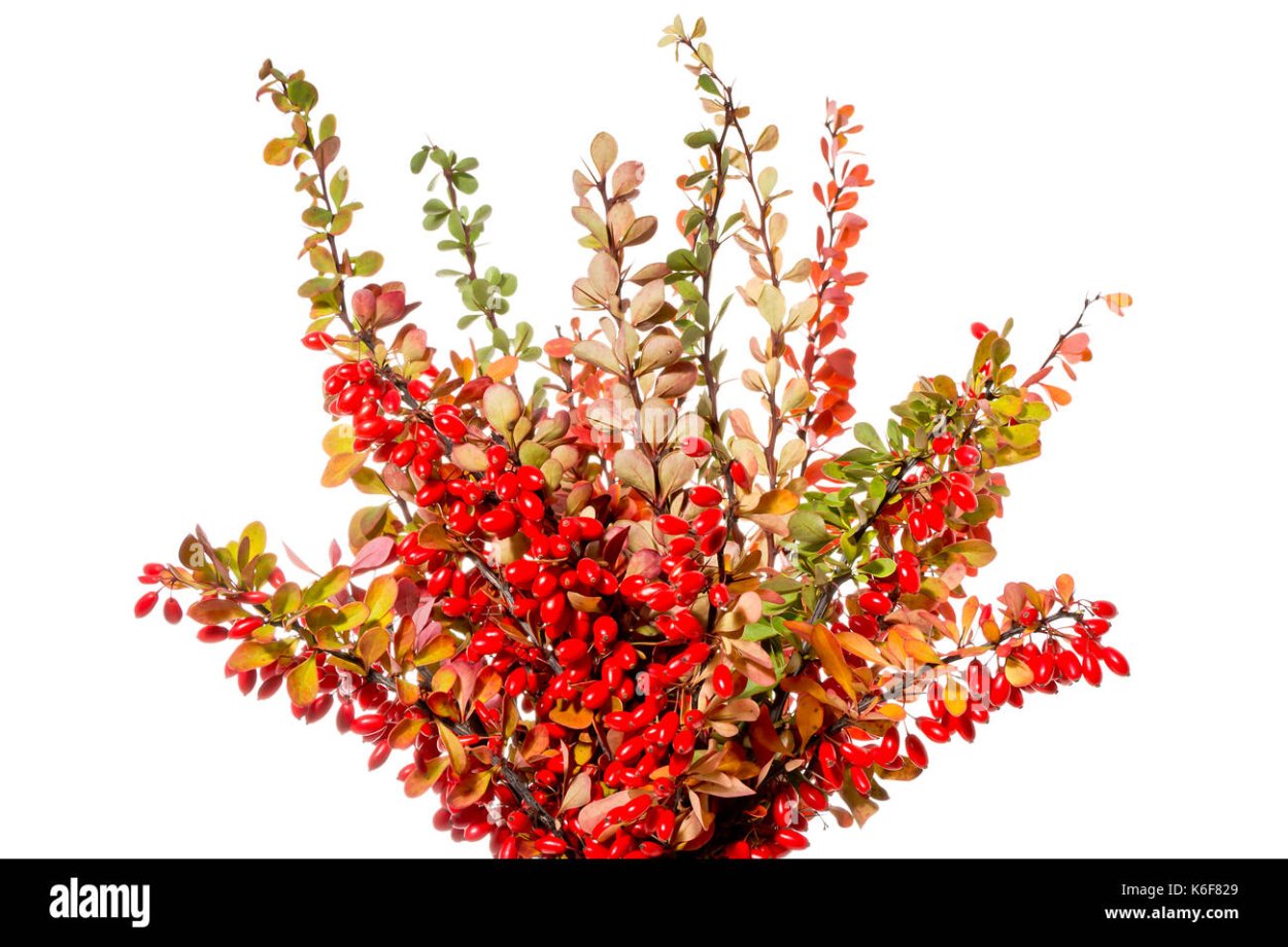 Барбарис куст