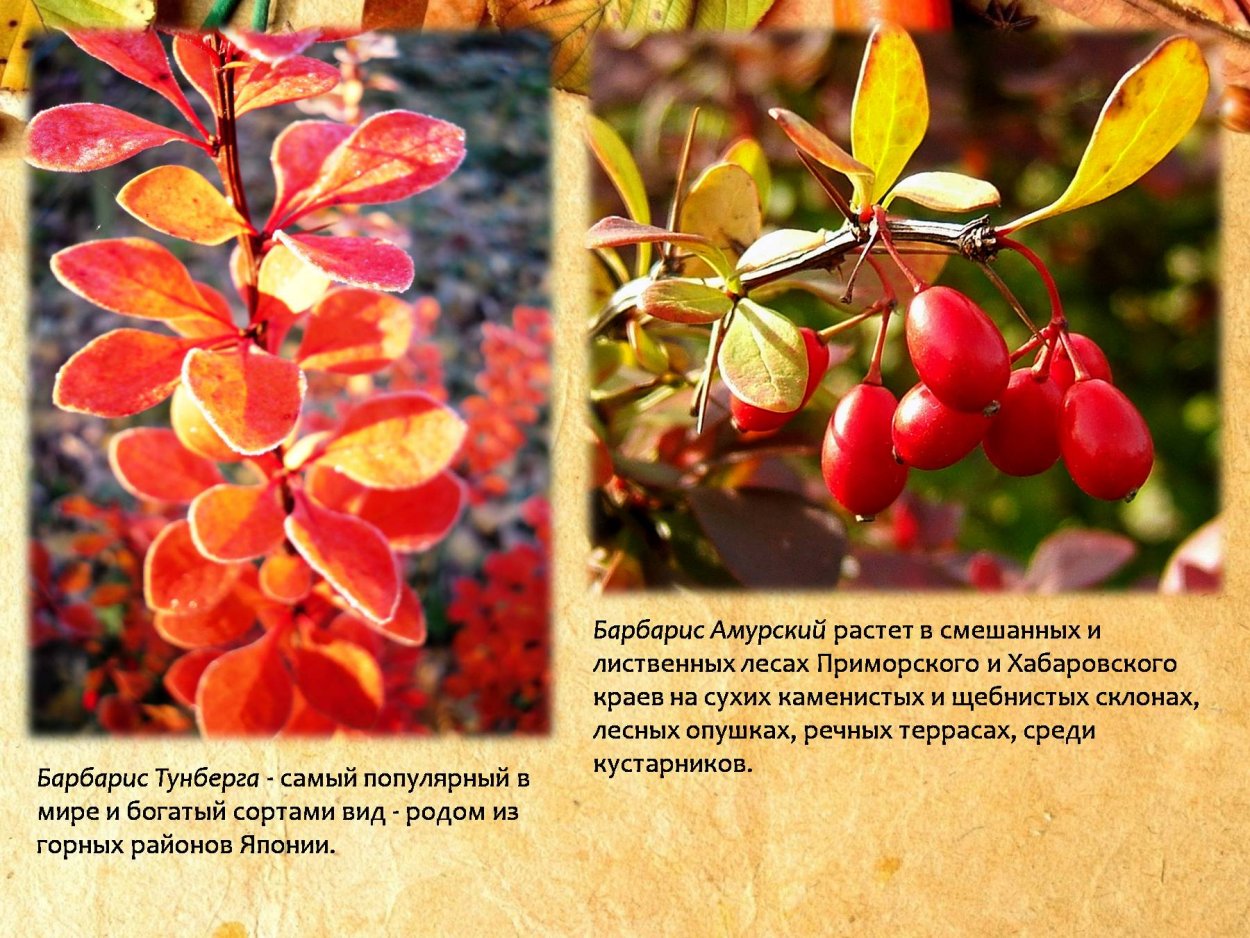 Барбарис Амурский ареал