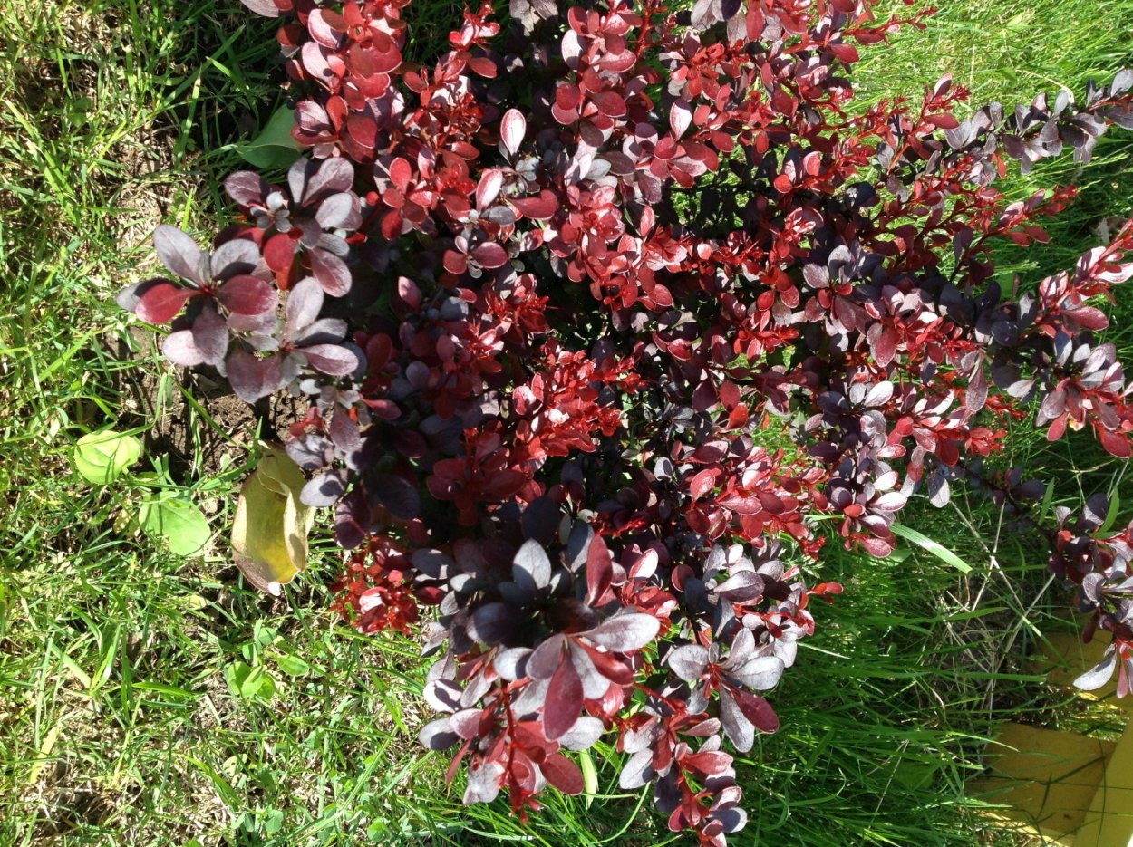 Барбарис оттавский Сильвер Майлс