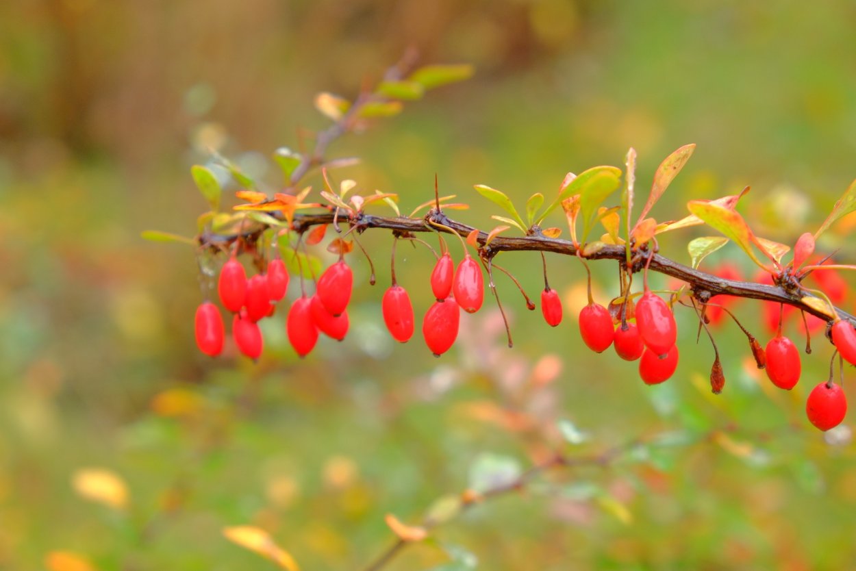 Иссык Кульский Барбарис
