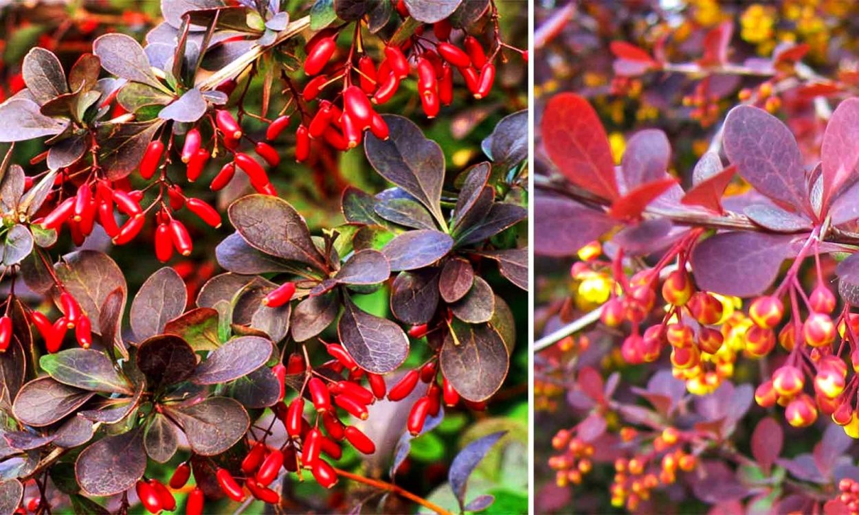 Барбарис superba