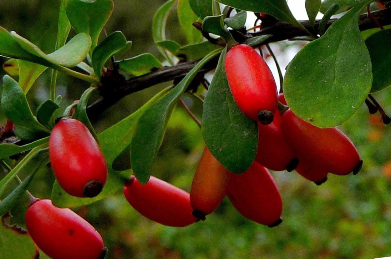 Годжи Биг Лайфберри