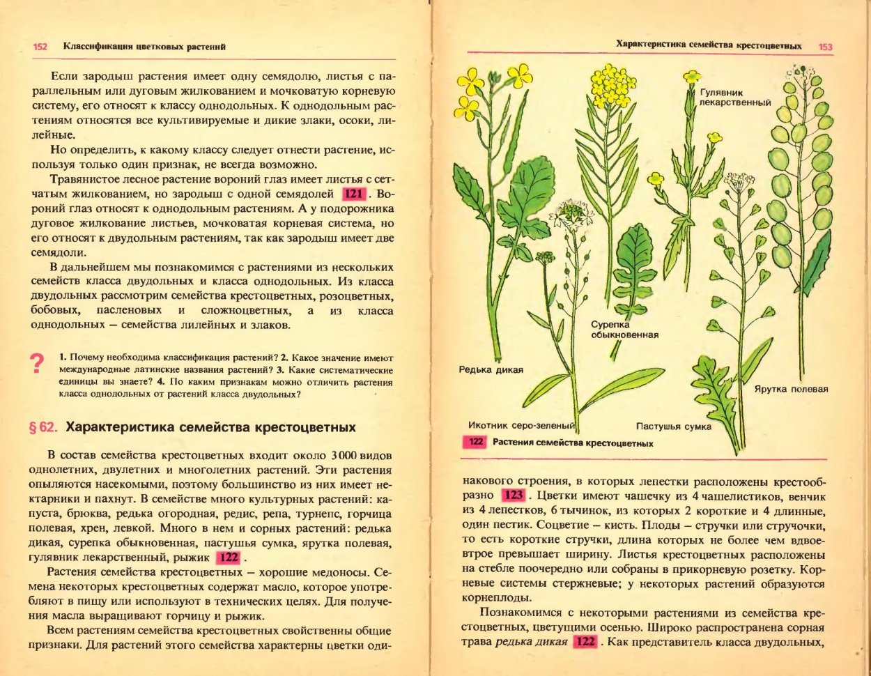 Двудольные и однодольные сорняки их название с фото