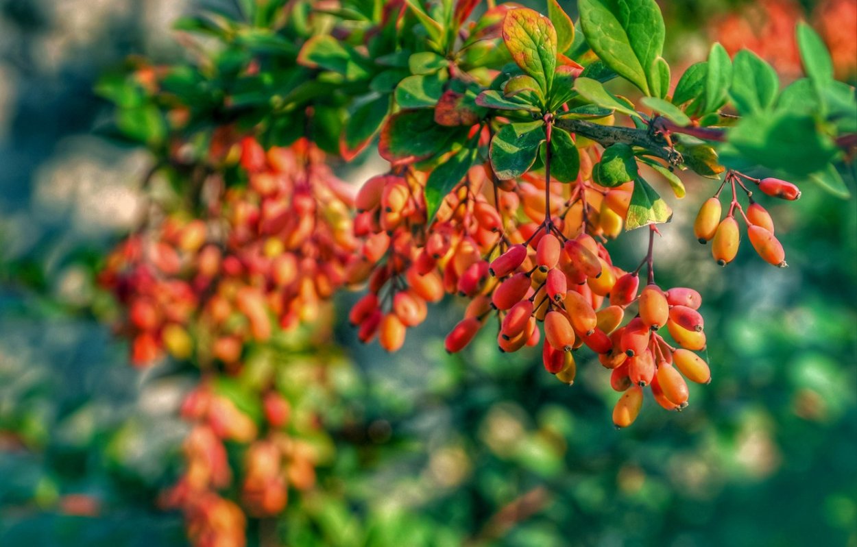 Барбарис зеленые ягоды