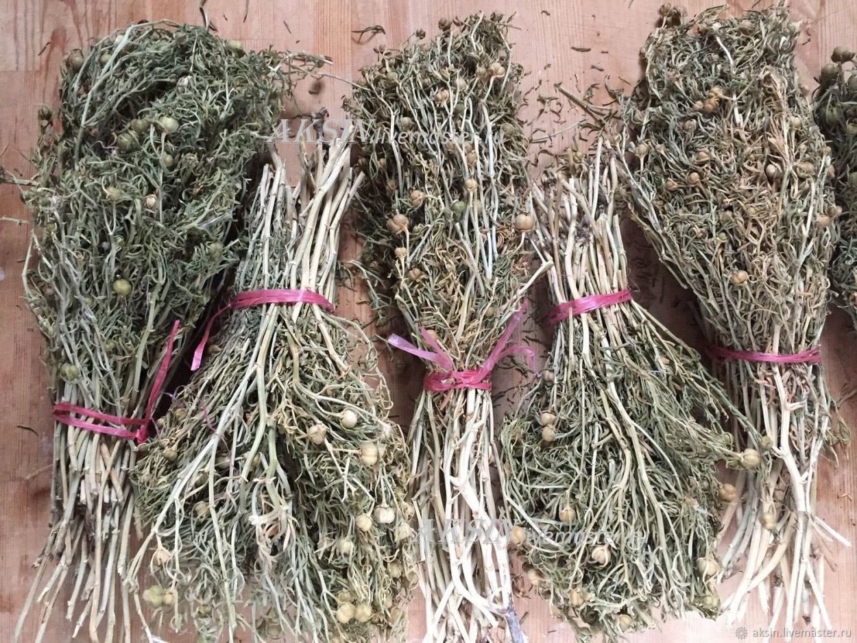 Гармала сухая