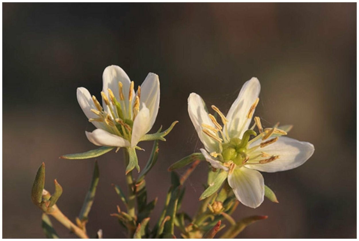 Масло гармалы