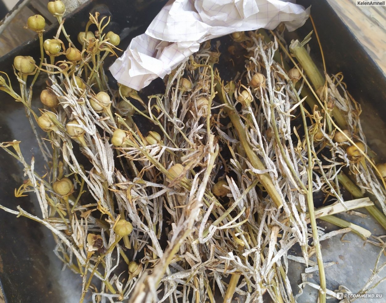 Гармала исрык семена